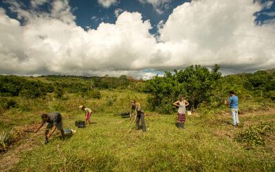 Démocratisation de l’économie : l’enjeu de la «biodiversité» entrepreneuriale