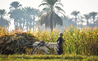 Coopératives, organisations paysannes et sécurité alimentaire : les défis de la décennie qui vient