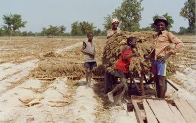 Objectifs du millénaire pour le développement (OMD), agriculture durable et solidarité internationale : une mise en perspective